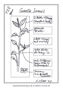 Teepflanze Camellia Sinensis Skizze gezeichnet