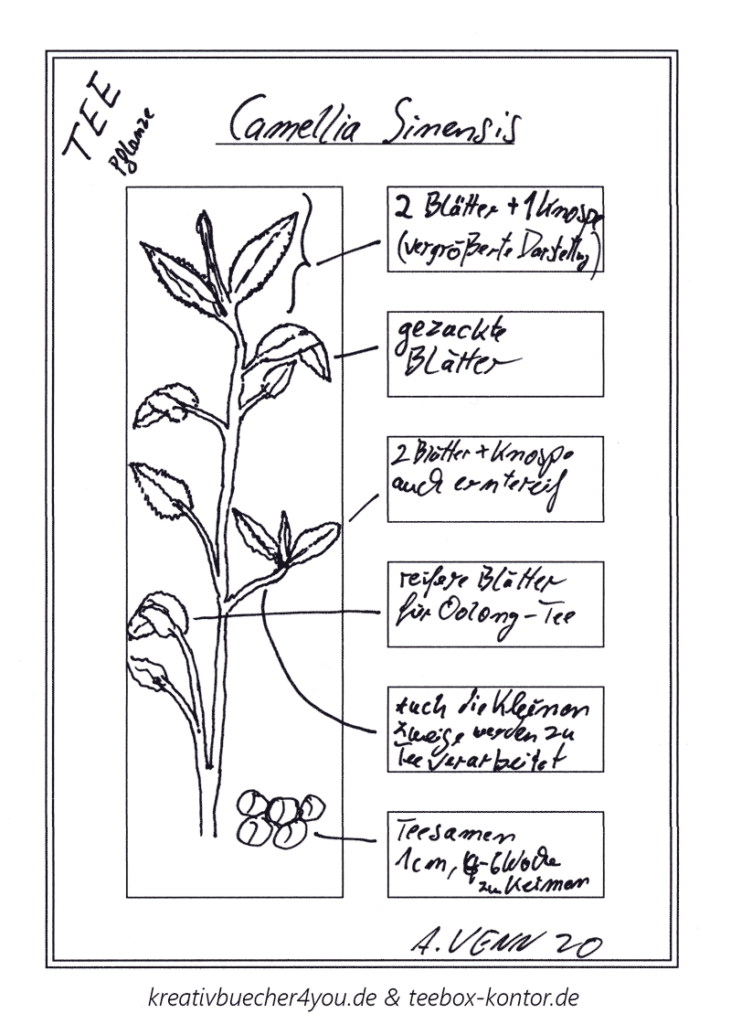 Teepflanze Camellia Sinensis Skizze gezeichnet